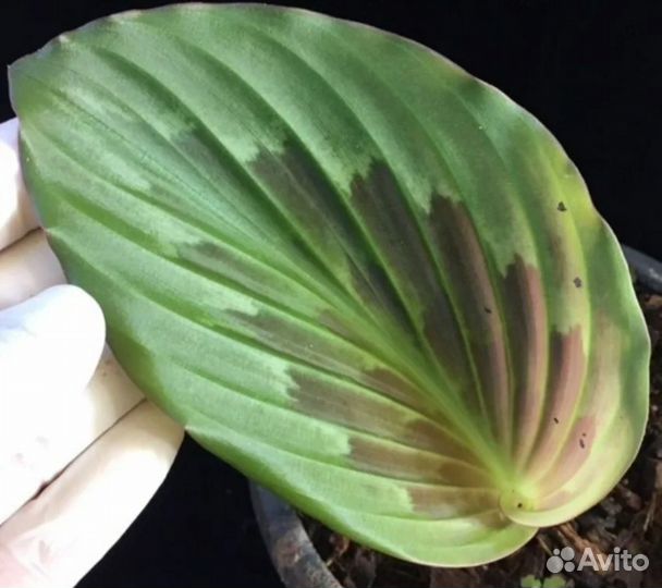 Комнатные растения цветы