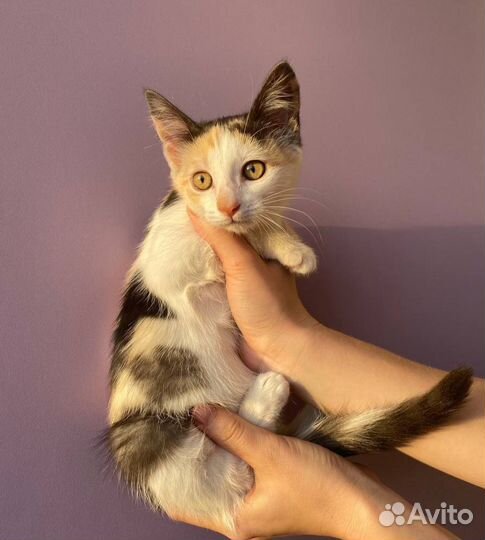 Котенок