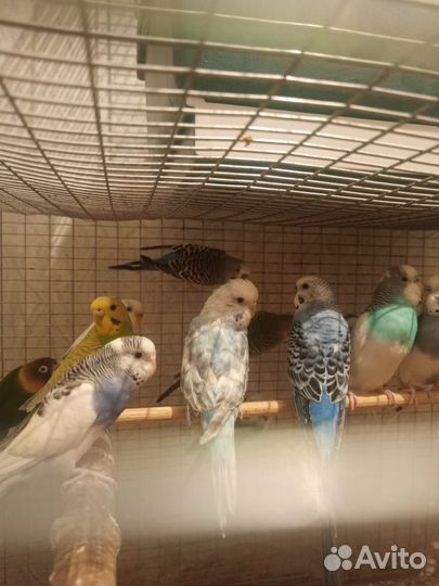 Попугай Корелла, волнистый, неразлучник, амадин