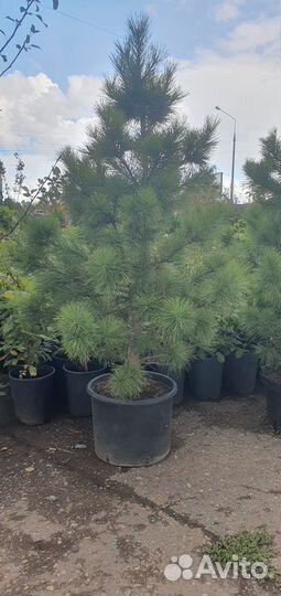 Саженцы сибирского кедра