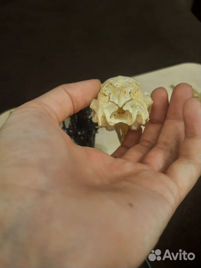 Череп кролика