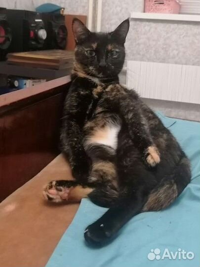 Кошка бесплатно