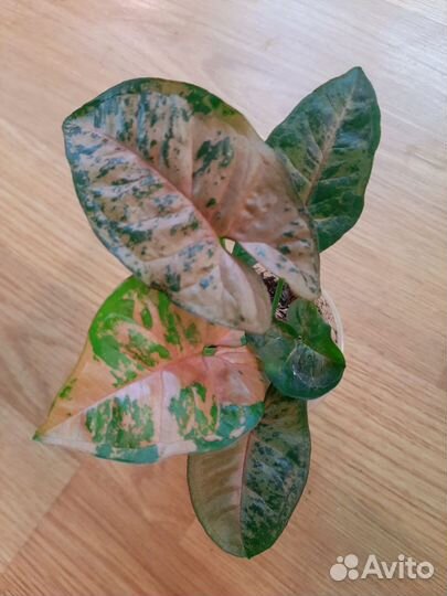 Сингониумы сортовые