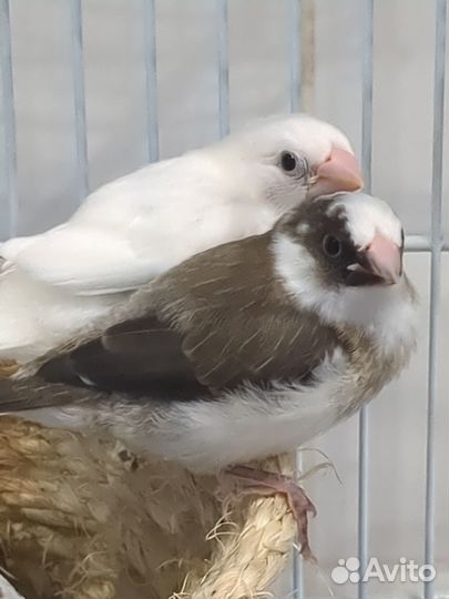 Японские амадины