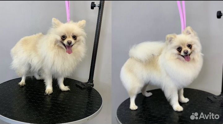 Грумер с выездом на дом