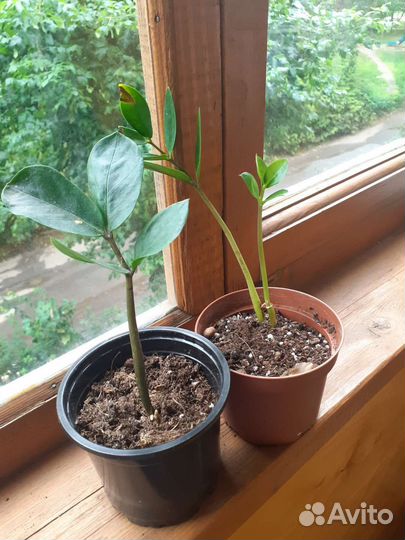 Замиокулькас