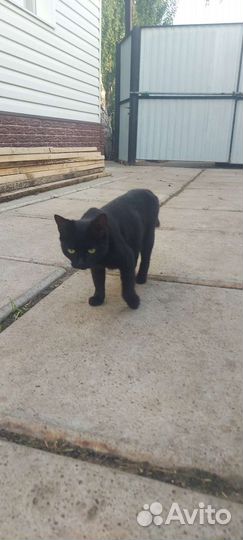 Кошка в дар