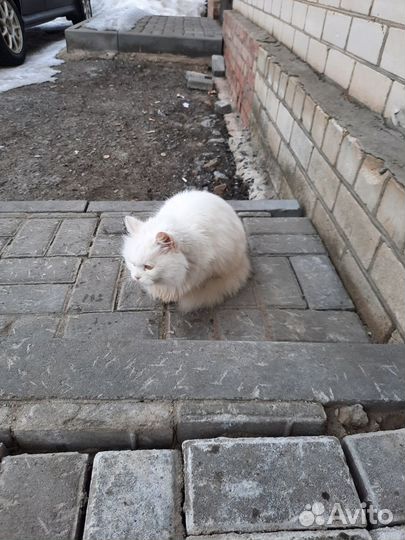 Кошки в добрые руки