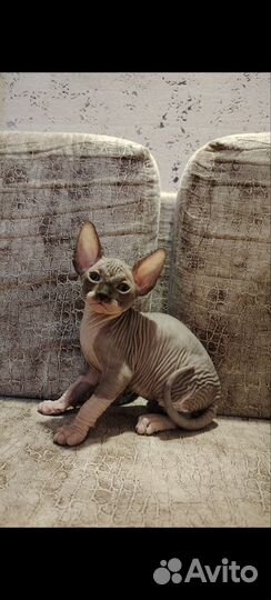 Канадские сфинксята