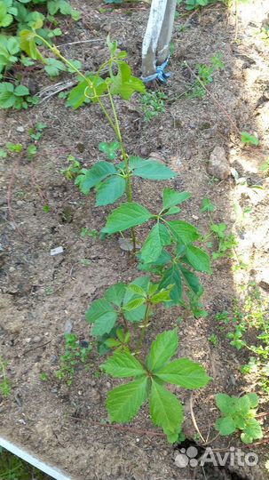 Девичий виноград