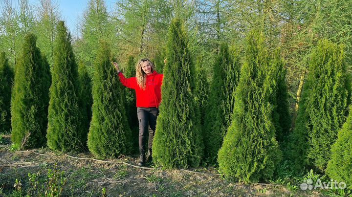 Туя сортовая оптом