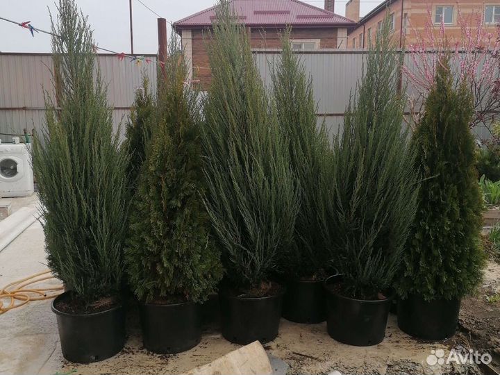 Можжевельник блю арроу
