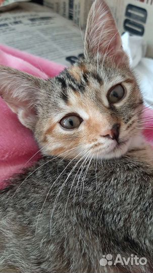 Добрый котëнок