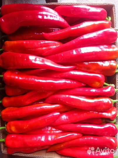 Продаю перец очень острый, цена договорная