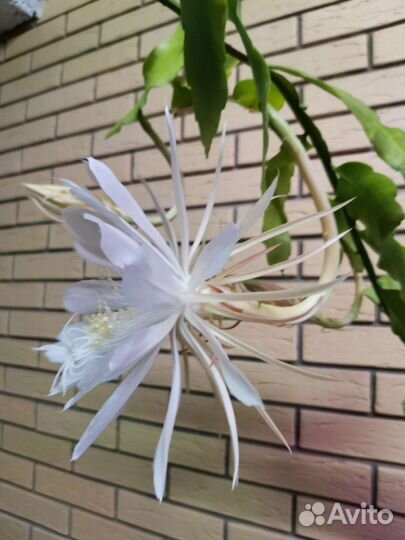Эпифиллум Оксипеталум(Царица ночи), плющ канарский