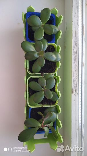 Денежное дерево