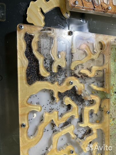 Муравьиная ферма с муравьями 20-25 штук