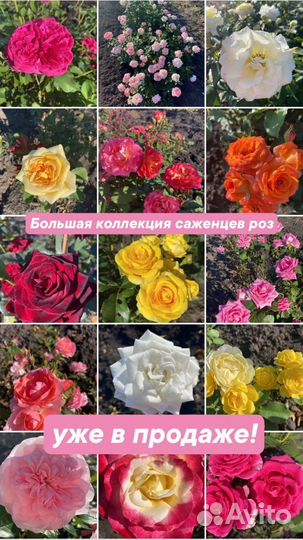 Саженцы роз