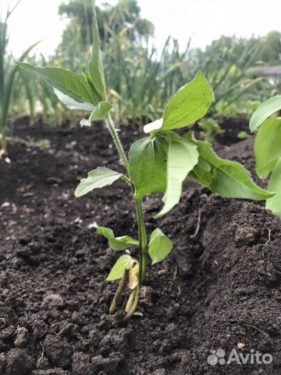 Ростки молодые Топинамбур