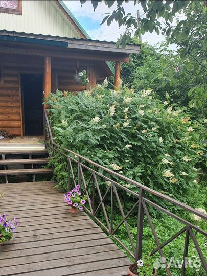 Кустарники декоративные