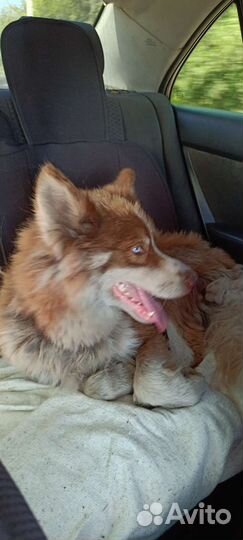 Собака хаски