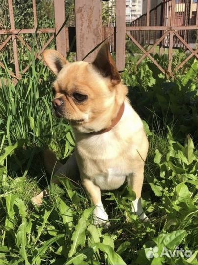 Кобель чихуахуа для вязки