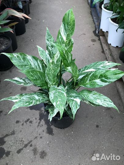 Спатифиллум Даймонд вариегатный