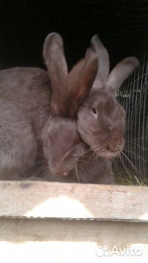 Продам кроликов
