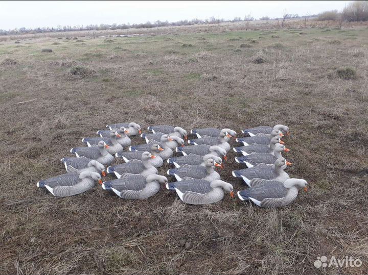 Профиля гусей гринхед