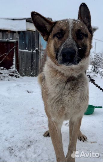 В поисках дома