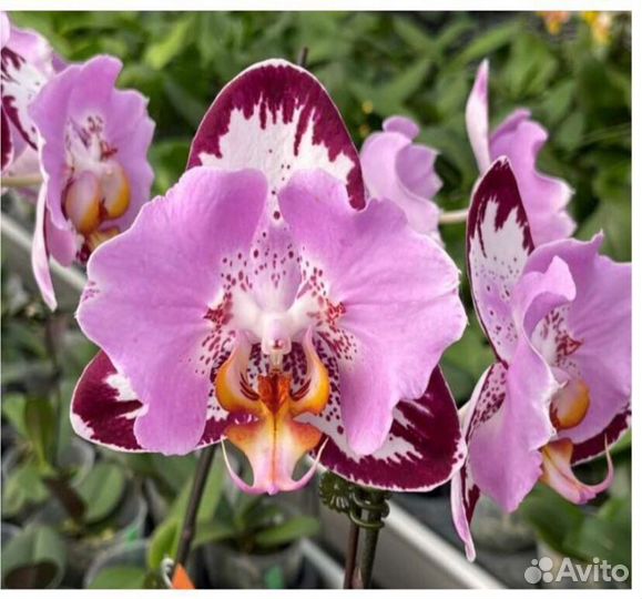 Сортовые орхидеи