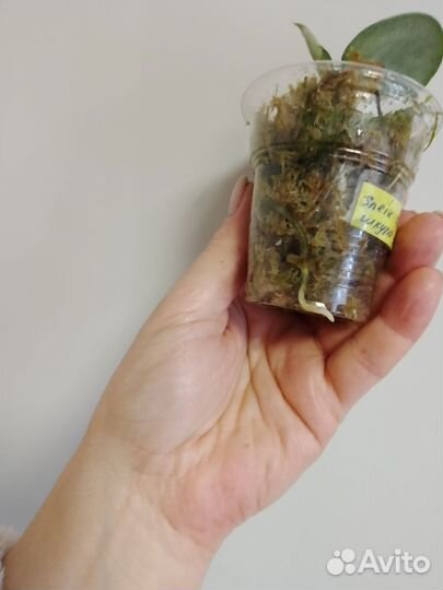 Сциндапсус сортовой