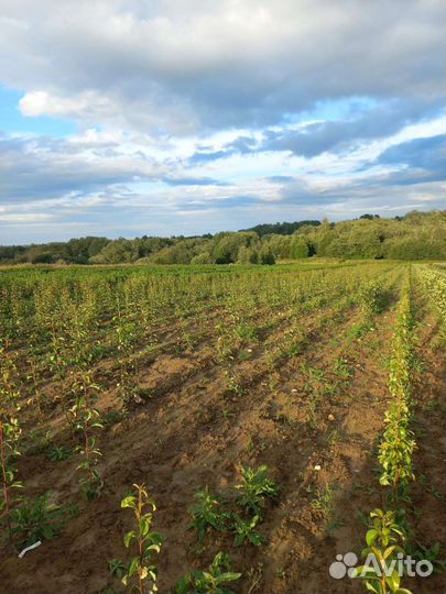 Разнорабочий