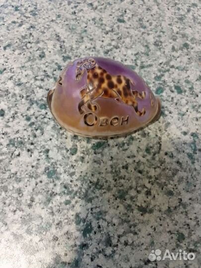 Ракушка овен