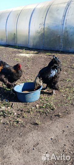 Петух брама