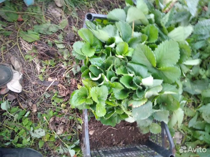 Рассада клубники