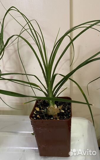 Нолина (бокарнея)