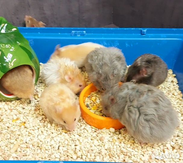 Сирийские и Ангорские хомячки