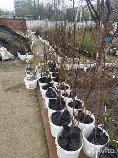 Плод Саженцы Деревьев и Кустарников. Розы кустовые