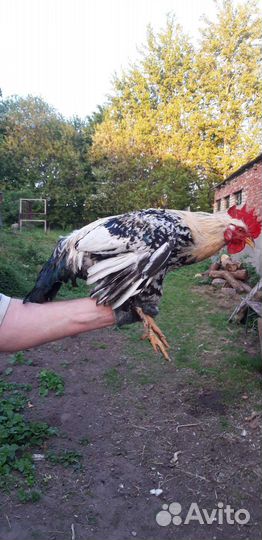 Куры Белый леггорн, Петухи