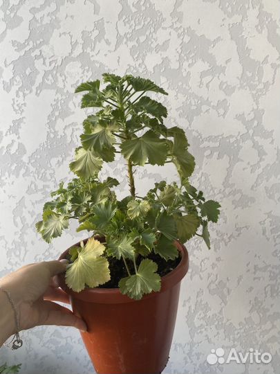 Королевская пеларгония