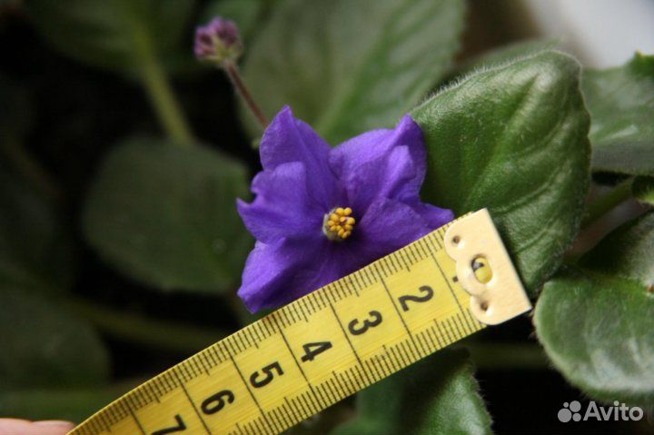 Фиалка укорененный лист с деткой