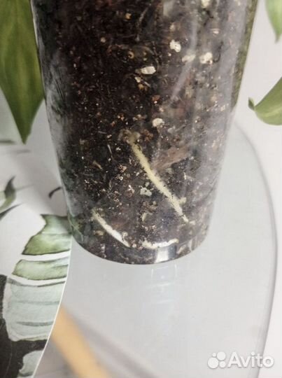 Аглаонема Сильвер Квин