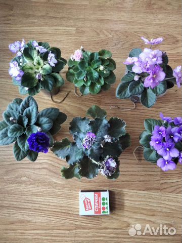 Миниатюрные фиалки