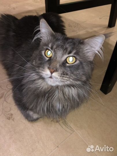 Кот мейн-кун вязка