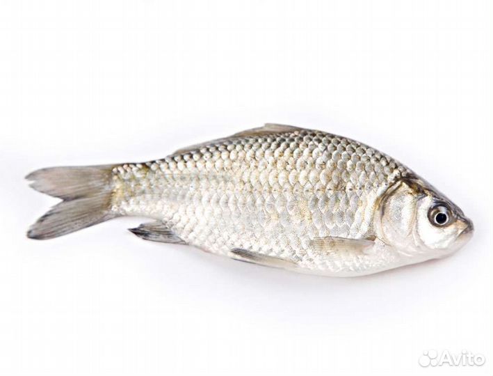 Живец пескарь, карась(опт,розница)