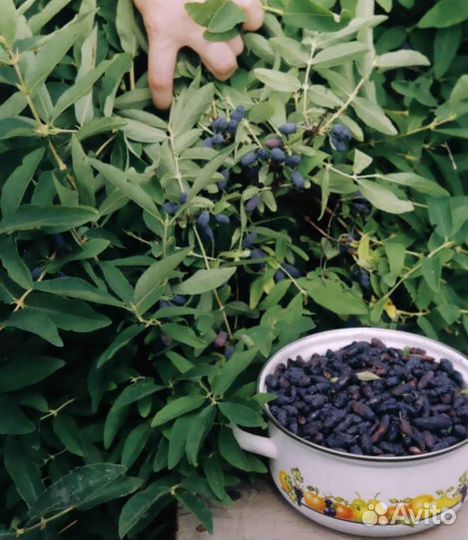 Саженцы жимолости