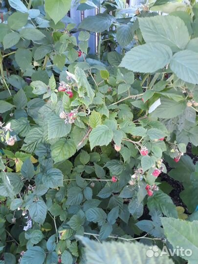 Саженцы малины ремонтантной