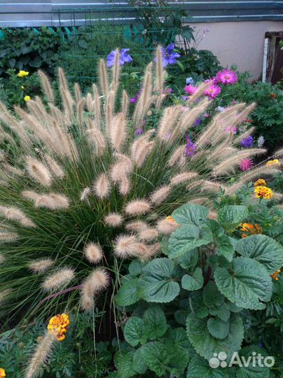 Пеннисетум,солидаго Золотарник