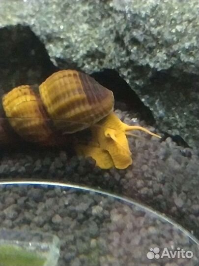 Тиломелания Улитка